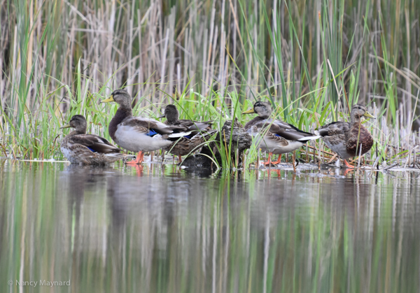 Mallards --Ompompanoosuc River, VT 9/14/16 