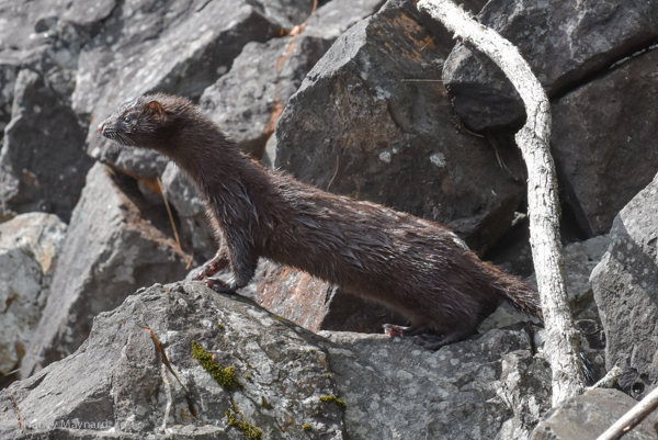 Mink --Connecticut River 9/10/16