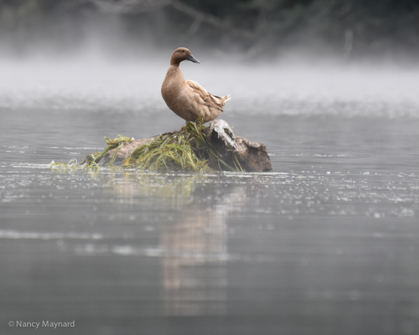 Brown Duck in fog --Connecticut River 9/12/16