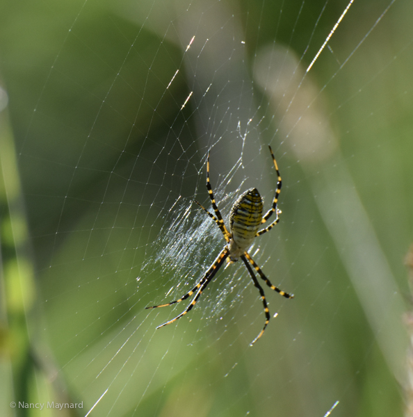 Spider --Ompompanoosuc River, VT 9/14/16 