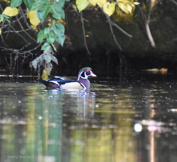 Wood duck, Mink Brook, NH 9/21/16