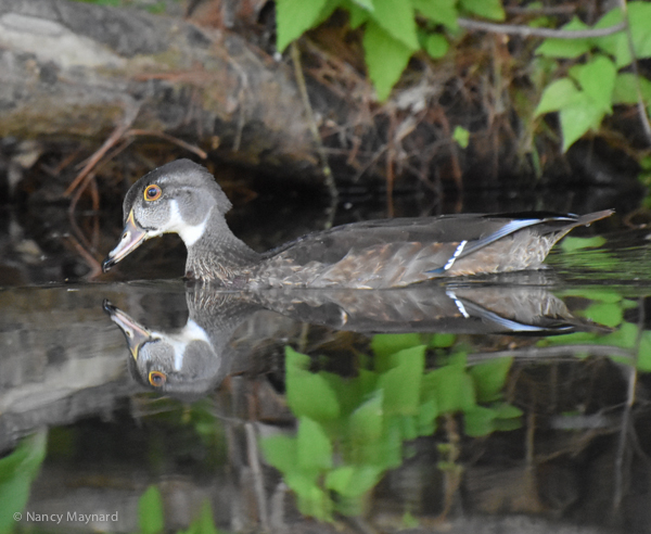 Wood duck --Ompompanoosuc River, VT 9/14/16 