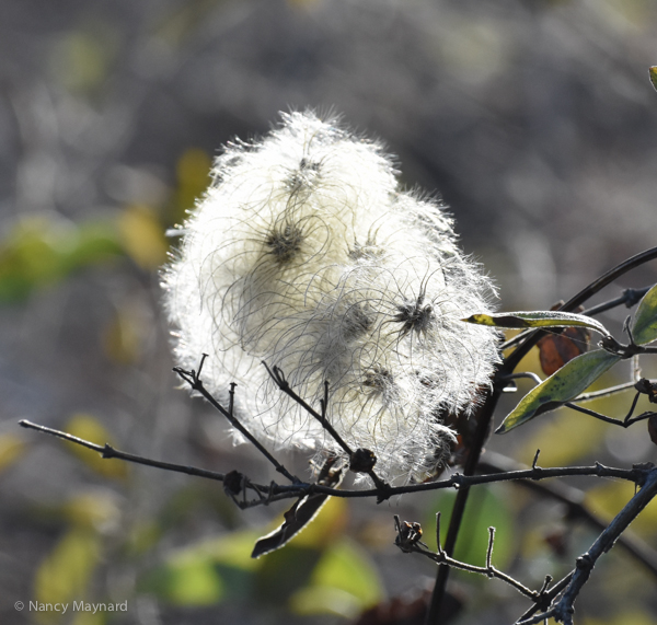 Fluffy seeds.  Connecticut River, 10/15