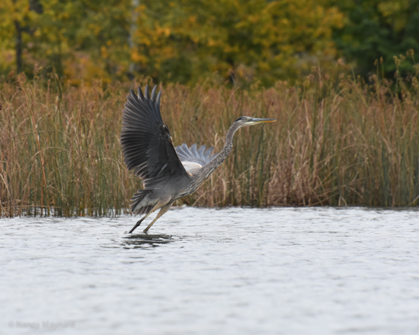 Great blue heron  --Ompompanoosuc River, Norwich, VT 10/4/16