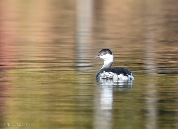 Horned grebe. Connecticut River, 10/11