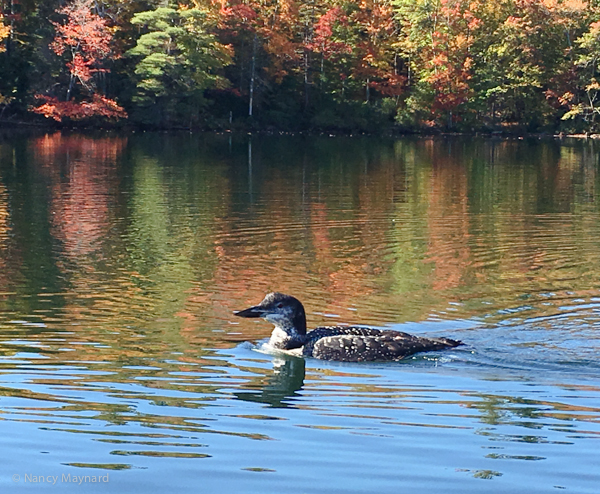 Young loon. Grafton Pond, NH 10/6.