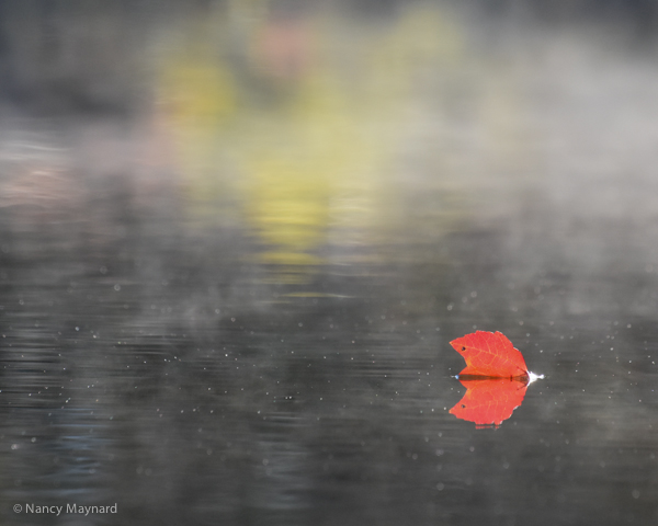 Red leaf in fog.  Grafton Pond, NH 10/6.