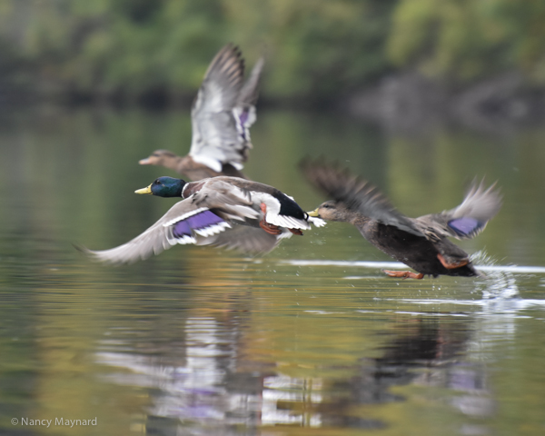 Mallards taking flight. Connecticut River, NH, 10/3/16