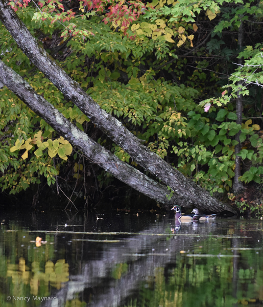 Wood ducks --Connecticut River , NH 10/3/16