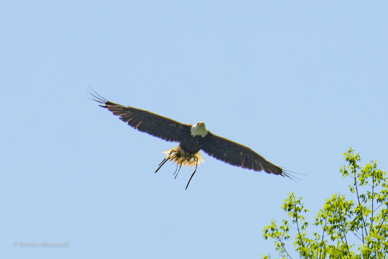eagle with nesting materials