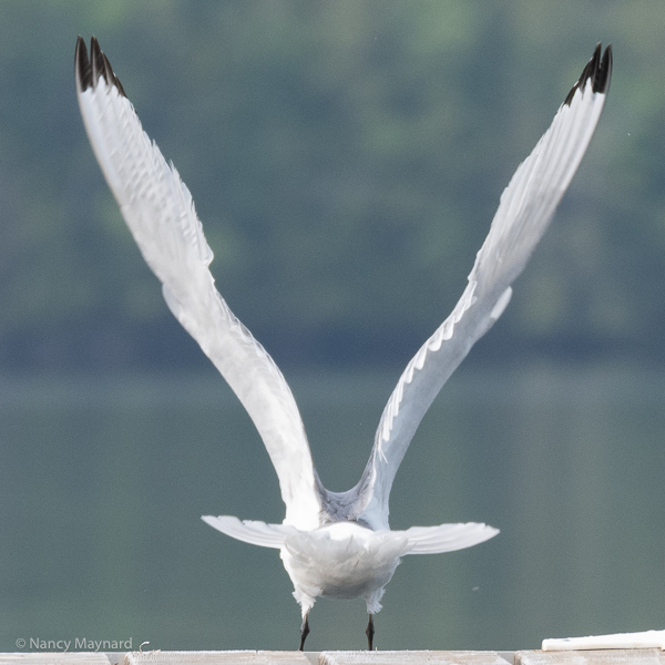 Black legged kittiwake Lake Fairlee 6/12/23